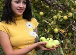 Zbierając jabłka (11)