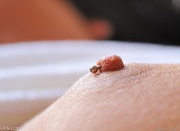 Szczotka w cipie (9)