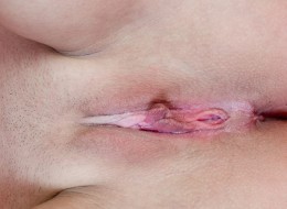 Cycata latynoska (3)